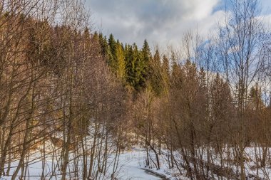 Karda orman, kış manzarası. Güneşli bir gün, kış ormanı