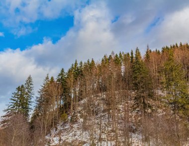 Kar ve ağaçlarla kaplı kış manzarası