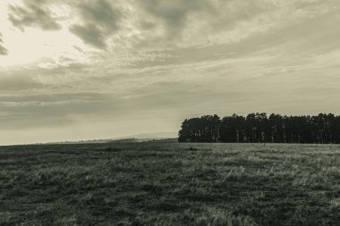 Landscapes, Forest, Carpathians, Photos of nature -Black and white photos, monochrome photos - Europe, Eastern Europe