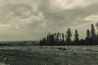 Landscapes, Forest, Carpathians, Photos of nature -Black and white photos, monochrome photos - Europe, Eastern Europe