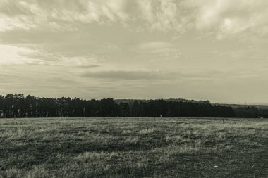 Landscapes, Forest, Carpathians, Photos of nature -Black and white photos, monochrome photos - Europe, Eastern Europe