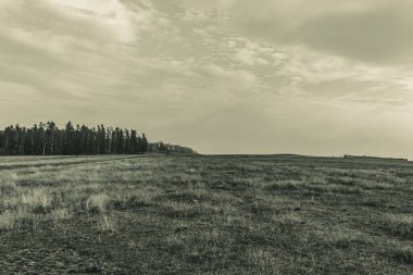 Landscapes, Forest, Carpathians, Photos of nature -Black and white photos, monochrome photos - Europe, Eastern Europe