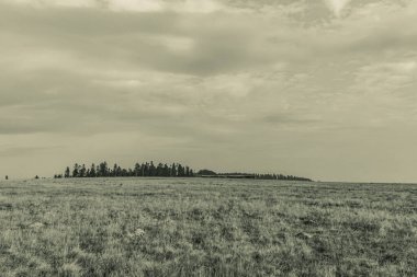 Landscapes, Forest, Carpathians, Photos of nature -Black and white photos, monochrome photos - Europe, Eastern Europe