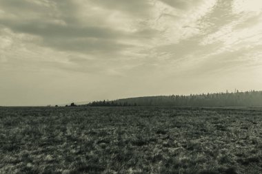 Landscapes, Forest, Carpathians, Photos of nature -Black and white photos, monochrome photos - Europe, Eastern Europe