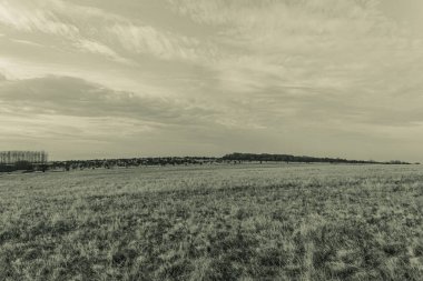 Landscapes, Forest, Carpathians, Photos of nature -Black and white photos, monochrome photos - Europe, Eastern Europe