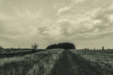 Landscapes, Forest, Carpathians, Photos of nature -Black and white photos, monochrome photos - Europe, Eastern Europe
