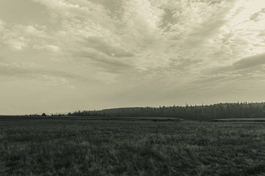 Landscapes, Forest, Carpathians, Photos of nature -Black and white photos, monochrome photos - Europe, Eastern Europe