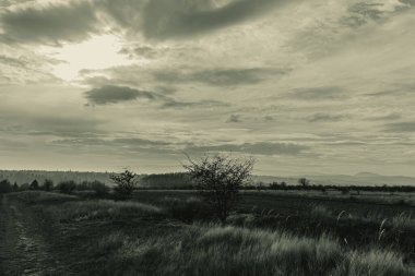 Landscapes, Forest, Carpathians, Photos of nature -Black and white photos, monochrome photos - Europe, Eastern Europe