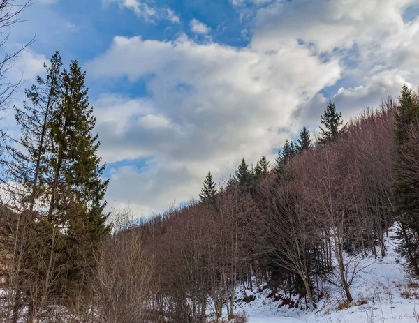 Kışın karlı ormanın güzel manzarası.
