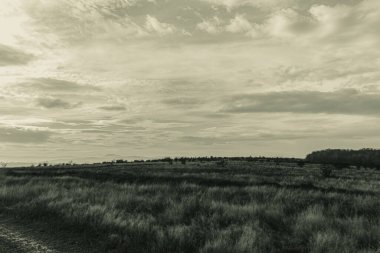 Landscapes, Forest, Carpathians, Photos of nature -Black and white photos, monochrome photos - Europe, Eastern Europe