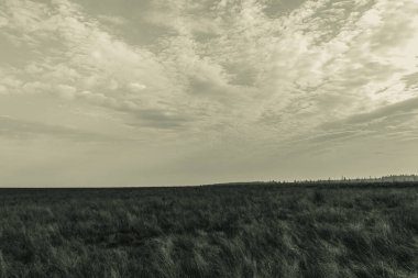 Landscapes, Forest, Carpathians, Photos of nature -Black and white photos, monochrome photos - Europe, Eastern Europe