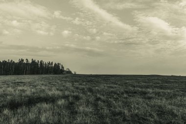 Landscapes, Forest, Carpathians, Photos of nature -Black and white photos, monochrome photos - Europe, Eastern Europe