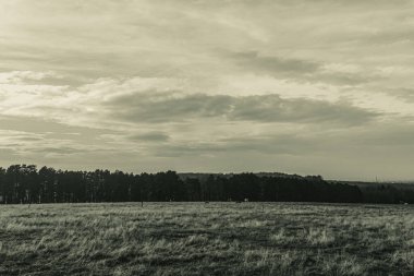 Landscapes, Forest, Carpathians, Photos of nature -Black and white photos, monochrome photos - Europe, Eastern Europe