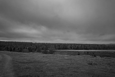 Landscapes, Forest, Carpathians, Photos of nature -Black and white photos, monochrome photos - Europe, Eastern Europe