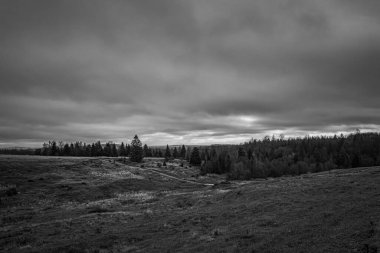 Landscapes, Forest, Carpathians, Photos of nature -Black and white photos, monochrome photos - Europe, Eastern Europe