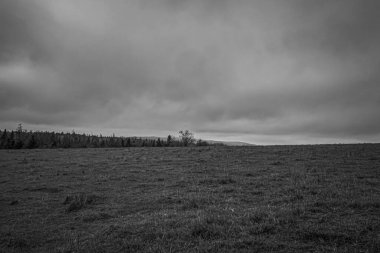 Landscapes, Forest, Carpathians, Photos of nature -Black and white photos, monochrome photos - Europe, Eastern Europe