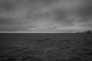 Landscapes, Forest, Carpathians, Photos of nature -Black and white photos, monochrome photos - Europe, Eastern Europe