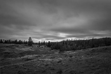 Landscapes, Forest, Carpathians, Photos of nature -Black and white photos, monochrome photos - Europe, Eastern Europe
