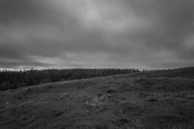 Landscapes, Forest, Carpathians, Photos of nature -Black and white photos, monochrome photos - Europe, Eastern Europe