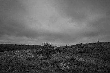 Landscapes, Forest, Carpathians, Photos of nature -Black and white photos, monochrome photos - Europe, Eastern Europe