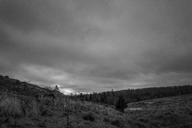 Landscapes, Forest, Carpathians, Photos of nature -Black and white photos, monochrome photos - Europe, Eastern Europe