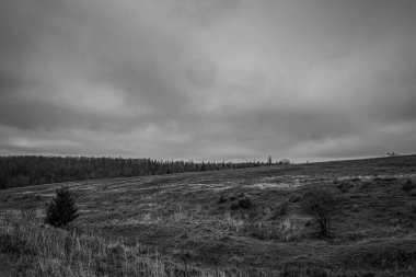 Landscapes, Forest, Carpathians, Photos of nature -Black and white photos, monochrome photos - Europe, Eastern Europe