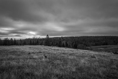 Landscapes, Forest, Carpathians, Photos of nature -Black and white photos, monochrome photos - Europe, Eastern Europe