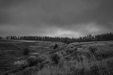 Landscapes, Forest, Carpathians, Photos of nature -Black and white photos, monochrome photos - Europe, Eastern Europe