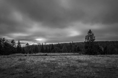Landscapes, Forest, Carpathians, Photos of nature -Black and white photos, monochrome photos - Europe, Eastern Europe