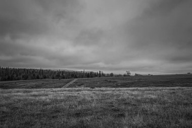 Landscapes, Forest, Carpathians, Photos of nature -Black and white photos, monochrome photos - Europe, Eastern Europe