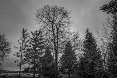 Landscapes, Forest, Carpathians, Photos of nature -Black and white photos, monochrome photos - Europe, Eastern Europe