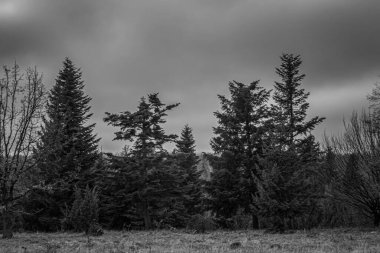Landscapes, Forest, Carpathians, Photos of nature -Black and white photos, monochrome photos - Europe, Eastern Europe