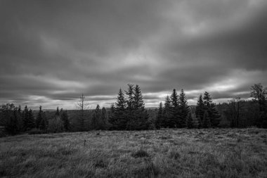 Landscapes, Forest, Carpathians, Photos of nature -Black and white photos, monochrome photos - Europe, Eastern Europe