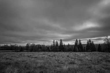 Landscapes, Forest, Carpathians, Photos of nature -Black and white photos, monochrome photos - Europe, Eastern Europe