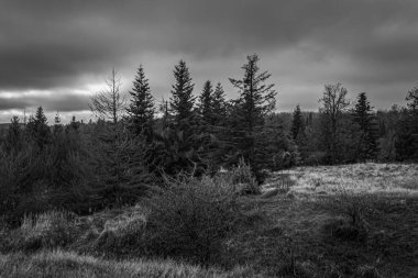 Landscapes, Forest, Carpathians, Photos of nature -Black and white photos, monochrome photos - Europe, Eastern Europe