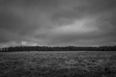 Landscapes, Forest, Carpathians, Photos of nature -Black and white photos, monochrome photos - Europe, Eastern Europe