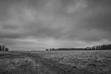 Landscapes, Forest, Carpathians, Photos of nature -Black and white photos, monochrome photos - Europe, Eastern Europe