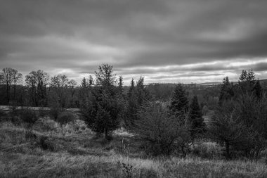 Landscapes, Forest, Carpathians, Photos of nature -Black and white photos, monochrome photos - Europe, Eastern Europe