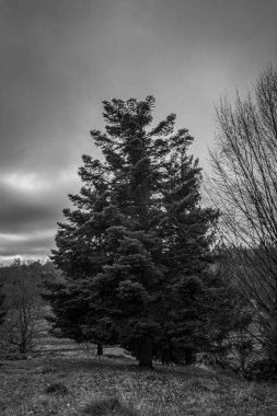 Landscapes, Forest, Carpathians, Photos of nature -Black and white photos, monochrome photos - Europe, Eastern Europe