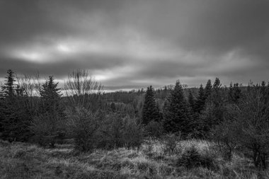 Landscapes, Forest, Carpathians, Photos of nature -Black and white photos, monochrome photos - Europe, Eastern Europe