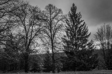 Landscapes, Forest, Carpathians, Photos of nature -Black and white photos, monochrome photos - Europe, Eastern Europe