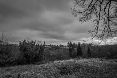 Landscapes, Forest, Carpathians, Photos of nature -Black and white photos, monochrome photos - Europe, Eastern Europe