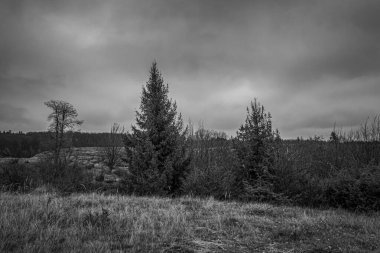 Landscapes, Forest, Carpathians, Photos of nature -Black and white photos, monochrome photos - Europe, Eastern Europe