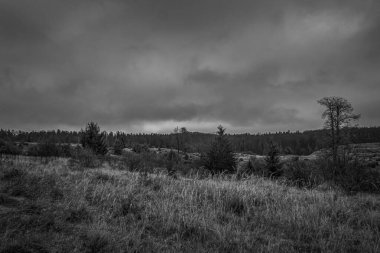 Landscapes, Forest, Carpathians, Photos of nature -Black and white photos, monochrome photos - Europe, Eastern Europe