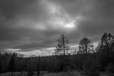 Landscapes, Forest, Carpathians, Photos of nature -Black and white photos, monochrome photos - Europe, Eastern Europe