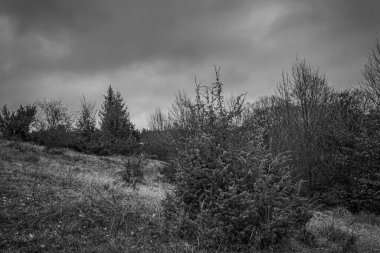 Landscapes, Forest, Carpathians, Photos of nature -Black and white photos, monochrome photos - Europe, Eastern Europe