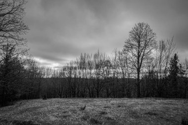 Ağaçlar ve ağaçlarla kaplı karanlık sonbahar manzarası