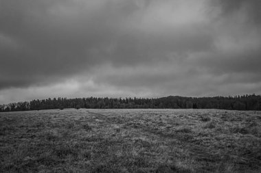 bir çimen tarlasının siyah ve beyaz görüntüsü