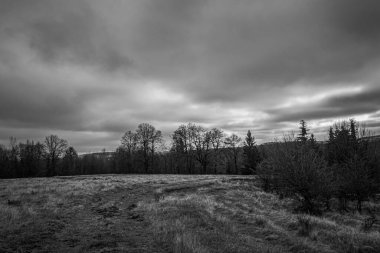 Ormanın güzel manzarası