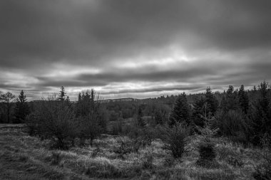 Ormanda kara fırtına bulutları